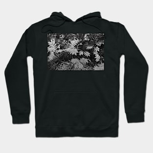 Glacier National Park Ferns in black and white Hoodie